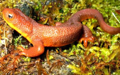 Facing Down the Apocalypse VI: Rough-skinned Newts