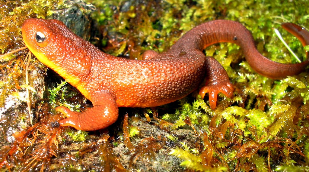 Facing Down the Apocalypse VI: Rough-skinned Newts
